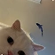 Cat Alone 2