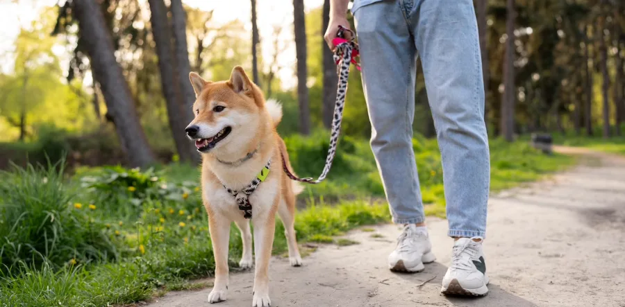 Top 9 Dog Walking Apps