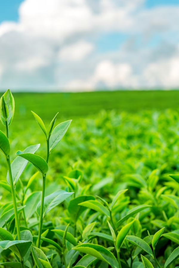 Best 5 Agtech Apps